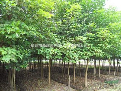 重陽木 價格、產地、圖片及綠化應用詳解