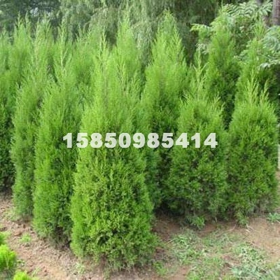 江蘇夢福園林綠化工程 專業供應各類綠化苗木、花卉盆景與果樹