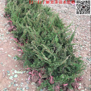工程綠化優(yōu)選 地柏/爬地柏/鋪地柏直銷，批發(fā)價格從優(yōu)