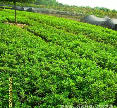 優化產品供應，為綠化工程注入新活力