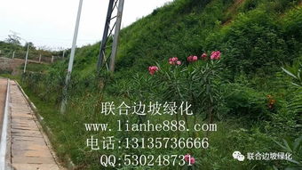 淺談邊坡綠化工程與自然環境的和諧共生